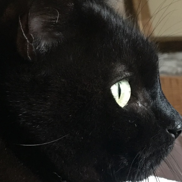 Meet your Posher, Edgar - Picture 7 of 8